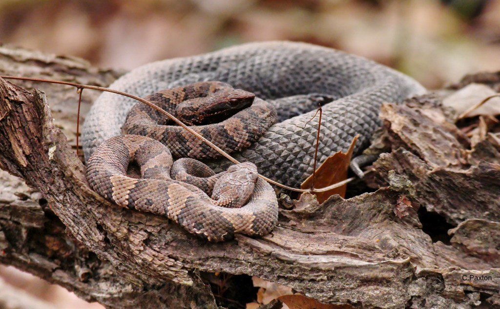 Three Cottonmouth pit vipers coiled together on a gnarled log, surrounded by dried leaves and natural debris.