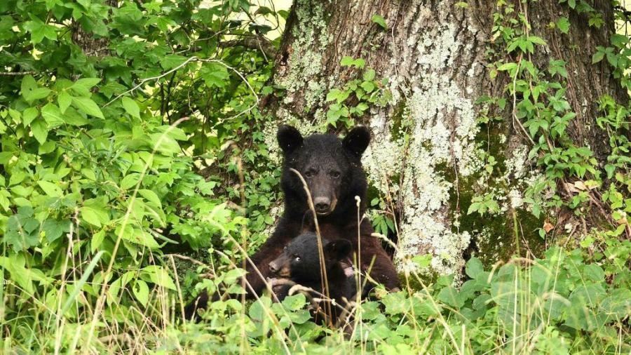 Louisiana Black bear sow with back to tree cradling her cub