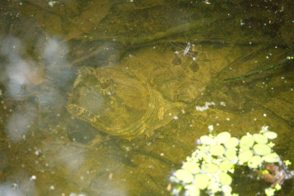 Alligator Snapping turtle underwater