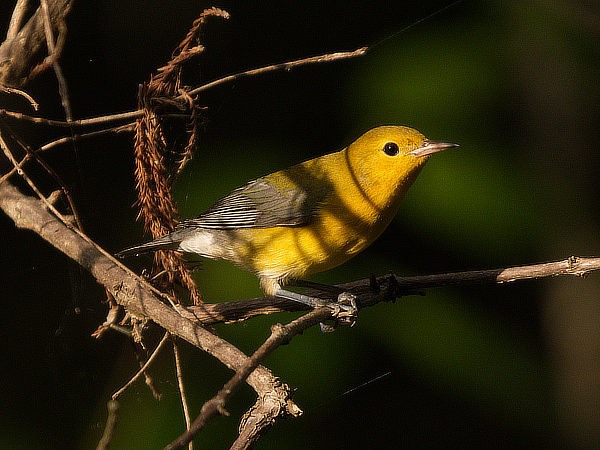 P1489501prothonotarywarbler