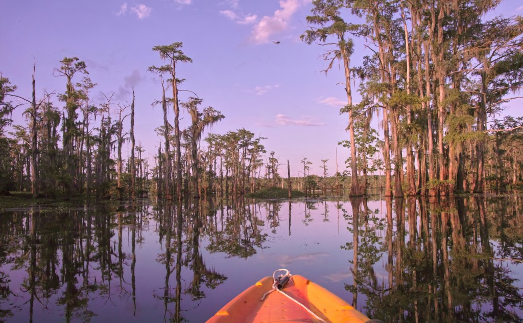 A peaceful scene of a kayak on still water surrounded by tall cypress trees with Spanish moss, reflecting the purple sky during sunset.