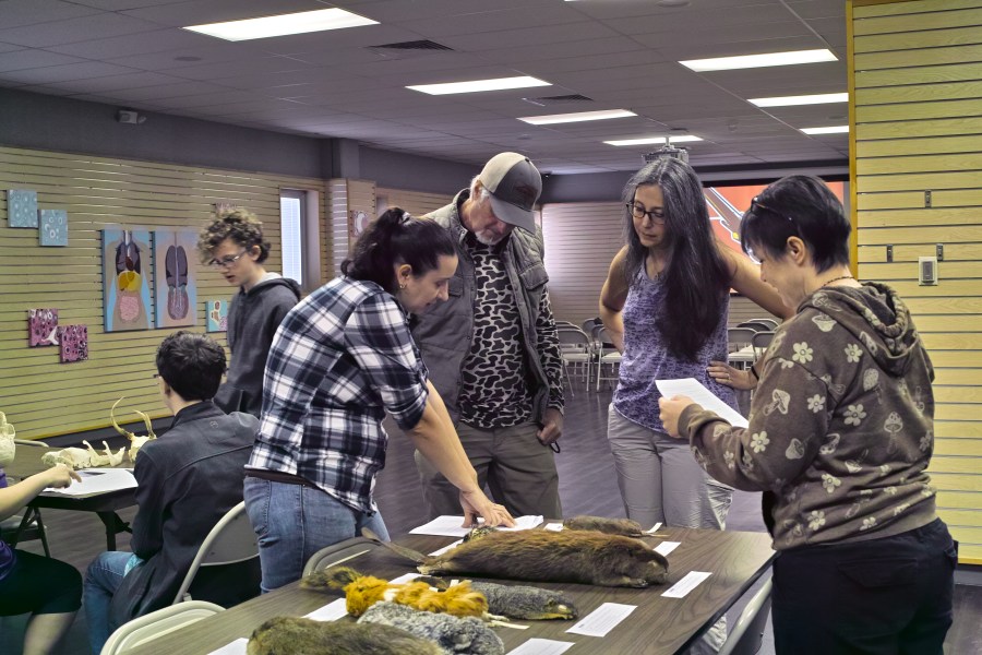 Naturalists gathered around table, identifying mammals